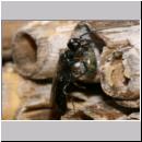 Passaloecus sp - Grabwespe 17 5-7mm mit Blattlaus.jpg